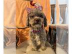 Shih-Poo PUPPY FOR SALE ADN-763238 - BLING IS A SHIHPOO
