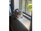 Adopt Ruby a Domestic Short Hair