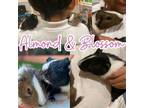 Adopt Almond & Blossom a Guinea Pig