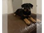 Rottweiler PUPPY FOR SALE ADN-763223 - Female Rottie