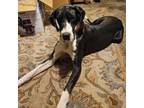 Adopt Davina a Great Dane