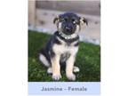 Adopt Jasmine a German Shepherd Dog
