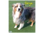 Adopt Skye a Australian Shepherd