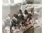 French Bulldog PUPPY FOR SALE ADN-763287 - PREorder French Bulldog Puppies