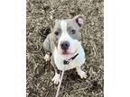 Adopt Ottavia a Pit Bull Terrier