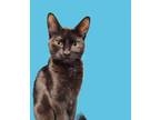 Adopt Cleo a Bombay, Domestic Short Hair