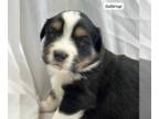 Australian Shepherd PUPPY FOR SALE ADN-763551 - Buttercup