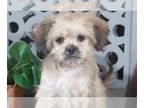 ShihPoo PUPPY FOR SALE ADN-763423 - Chase