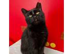 Adopt Tallulah a Domestic Short Hair