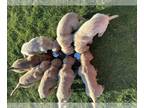 Golden Retriever PUPPY FOR SALE ADN-763570 - ADORABLE GOLDEN RETRIEVER PUPPIES