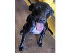 Adopt Clarita a Labrador Retriever