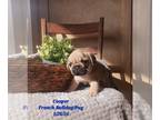 Frenchie Pug PUPPY FOR SALE ADN-763171 - Frenchie Pug Puppies