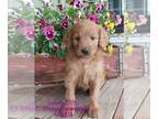 Goldendoodle PUPPY FOR SALE ADN-763175 - Goldendoodle Pups Standard and Medium