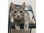 Adopt Olivia (Olive) a Domestic Short Hair