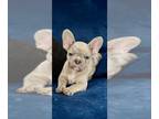 French Bulldog PUPPY FOR SALE ADN-763369 - Blue masked fawn Merle female