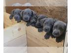 Labrador Retriever PUPPY FOR SALE ADN-763277 - Landry x Stella