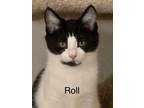 Adopt Roll a Domestic Short Hair