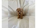 Cavapoo PUPPY FOR SALE ADN-763339 - Cavapoo puppy