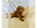 Cavapoo PUPPY FOR SALE ADN-763344 - Cavapoo puppy