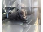 Labrador Retriever PUPPY FOR SALE ADN-763486 - chocolate lab