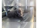 Labrador Retriever PUPPY FOR SALE ADN-763486 - Black lab