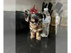 Yorkshire Terrier PUPPY FOR SALE ADN-763428 - NAPR Registered Yorkie pups