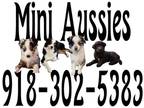 Miniature Australian Shepherd PUPPY FOR SALE ADN-763352 - Mini Aussies of