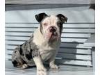 English Bulldog PUPPY FOR SALE ADN-763395 - Female English Bulldog