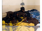Doberman Pinscher PUPPY FOR SALE ADN-763449 - Litter of Nine Doberman Puppies