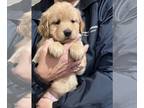 Golden Retriever PUPPY FOR SALE ADN-763508 - Golden Retriever Puppies
