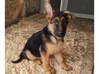 German Shepherd Dog PUPPY FOR SALE ADN-763526 - 2 super males available