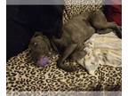 Cane Corso DOG FOR ADOPTION ADN-763294 - Cane Corso Puppy