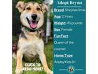 Adopt Brynn a German Shepherd Dog, Mixed Breed