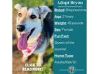 Adopt Brynn a German Shepherd Dog, Mixed Breed