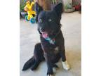 Adopt Ellie a Chow Chow, Mixed Breed