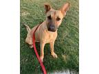 Adopt Jazzy a Black Mouth Cur, Mixed Breed