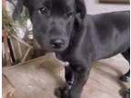 Adopt LaLa a Black Labrador Retriever, Mixed Breed