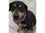 Adopt Koda a Rottweiler, Mixed Breed