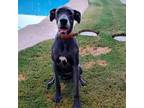 Adopt Winnie a Great Dane, Mixed Breed