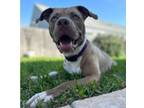 Adopt Lottie a Pit Bull Terrier, American Staffordshire Terrier