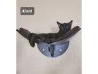 Adopt Alani & Kodak a Domestic Short Hair