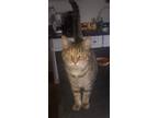 Adopt Lillie a Tabby