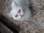 Adopt Basbosa -F a Persian