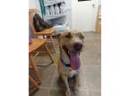 Adopt Skye a Labrador Retriever, Catahoula Leopard Dog