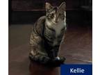 Adopt Kellie a Domestic Short Hair