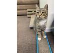 Adopt Mocha a Domestic Short Hair