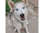 Adopt ROXY a Siberian Husky