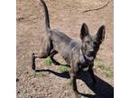 Adopt Jelly a Belgian Shepherd / Malinois, German Shepherd Dog