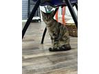 Adopt Sabrina (8 months) a Domestic Short Hair