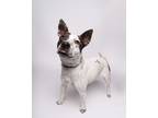 Adopt Poochie a Mixed Breed, Cattle Dog